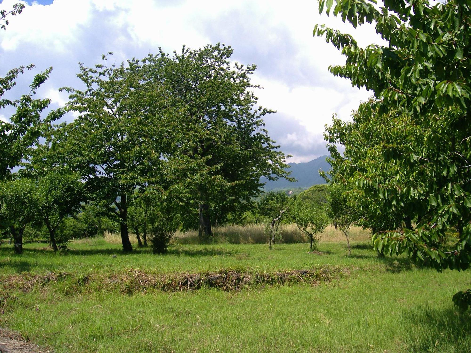 Villa Cirasellaetna SantʼAlfio Exterior foto